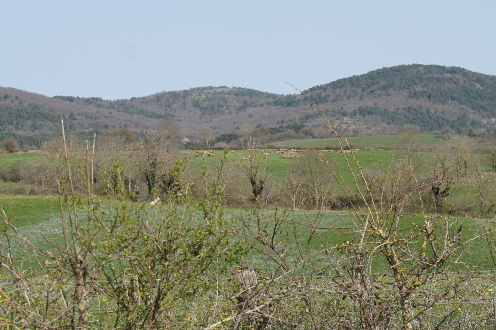Paysage Ovins Buzeins Séverac d'Aveyron